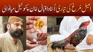 Aseel Murga Ki Tyari Ki Khurak - How to Train Rooster