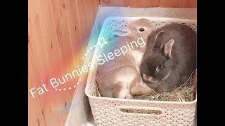 Fat Cute Bunnies Sleeping & Relaxing - Netherland Dwarf Rabbits