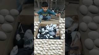 44 Mix Colour Ka Eggs Dany Wala Fancy Kabootar Video 204 ||  #shorts #viral #kabutar