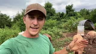 Pigs on Pasture -- Willowsford Farm Field Walk 8/7/2020