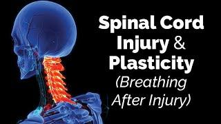 Spinal Cord Injury & Plasticity: Breathing After Injury