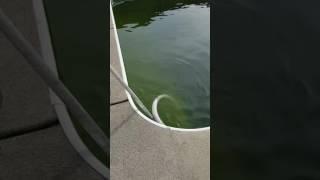 Clean Green Pool Fast - Step 2 Vacuum to Waste Instructions