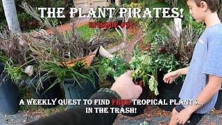 Finding FREE Tropical Plants in the Trash! The Plant Pirates Episode #91