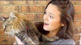 Why Is Your Cat Urinating In The House?