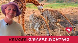 Kruger National Park Giraffe Sighting (with Guide Commentary)