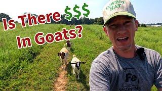 Selling Goats At The Sale Barn - Are Goats Worth The Trouble?