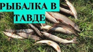 Рыбалка в Тавде