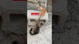 Funny cat videos | cute cats | Try not to laugh | Cat videos Compilation #shorts  