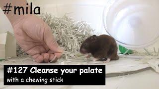 mila #127 Cleanse your palate with a chewing stick