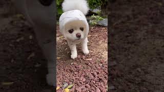 헐~ 쟤좀 봐! #샤샤의하루#cutedog #dogshorts #pets #반려견