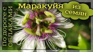 Как вырастить маракуйю из семян? Маракуйя в саду. Пассифлора.