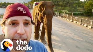 Guy Rescues An Elephant Every Year | The Dodo