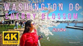 [4K] Cherry Blossom 2024 | Tidal Basin |Scenic | Long Drive | Cary North Carolina to Washington DC