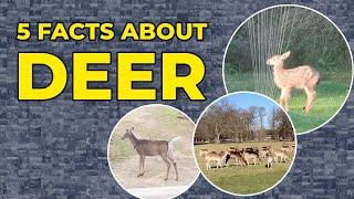 5 Facts About Deer