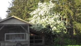 May Trees in Bloom