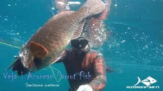 Azores 38°N - Spearfishing in Spring  III - 2018