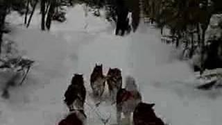 Quebec Dogsled Crash