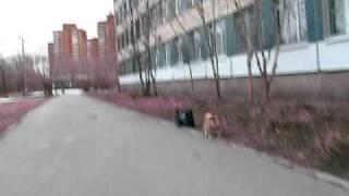 A walk along the street bulldogs with scotch terrier