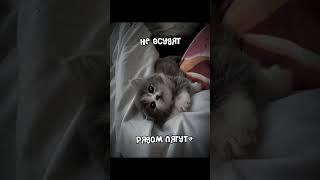 Го актив?) ️ #рек #рекомендации #реки #роблокс
