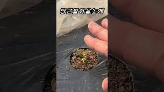 당근 발아율 높이는 방법