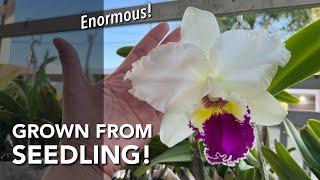 Enormous CATTLEYA Flower! | RLC Chenzie Las | How To Grow Cattleya Seedlings | Orchid In Bloom