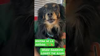 Hassan de la hotdog - When Grandma leaves the room (Chihuahua)