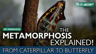 The Metamorphosis Explained - From Caterpillar to Butterfly 