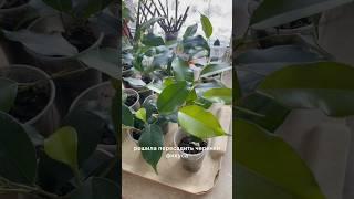 Пересадила черенки фикуса, теперь можно сеять петунию ️🪴 #цветы