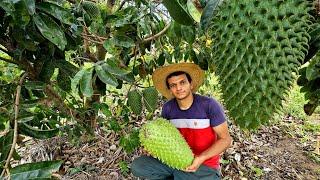 iniciando a FAXINA NO SÍTIO e COLHENDO uma graviola GIGANTE em nosso sítio