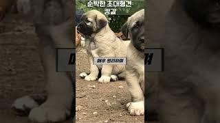 순박한 초대형견- 캉갈 #튀르키예 #엄청크네