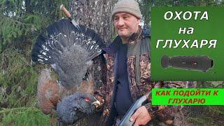 Добыли крупного ГЛУХАРЯ. Как подойти к глухарю! Выстрел в кадре!