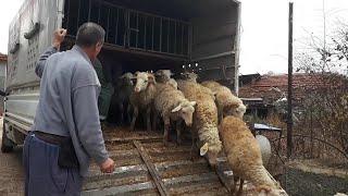 Sheep transportation 2023 - Sheep lamb videos -