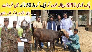 Buffalo Calves Sold for Rs 1.5 Crore of Haji Shaukat Doggar of Multan to Pak Army SPU Renala Khurd