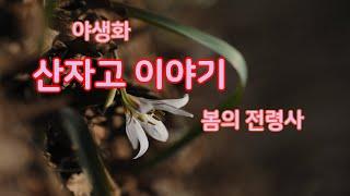 봄의 전령사 야생화 산자고이야기(개화3월중순에서5월양지바른풀밭)
