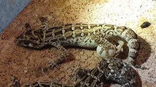 Экзотические питомцы. Гадюковые гекконы Hemidactylus imbricatus