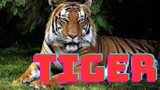 Majestic Animals on Our Planet Tigers | DPFunFacts #DPFunFacts