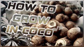 Auto Flower Weekly Harvest | How To Properly Use CoCo Coir to Grow Massive Plants - Spider Farmer