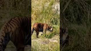 jim corbett #yuvraj Jungle journey #jungle Raj #dhikala rock