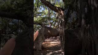 Banyan trees before the fires Maui Hawaii | Banyan trees Lahaina before the fire #christinacation