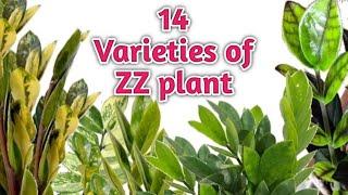 Variety Of ZZ Plant || 14 Different Types ZZ Plant