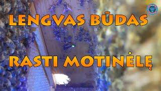 Lengvas būdas rasti bičių motinėlę