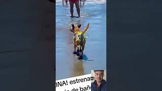 Perros Graciosos #viralshorts#funny  #newshorts #dogshortsvideos 