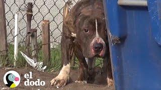 El perrito más amable es rescatado de las calles | El Dodo