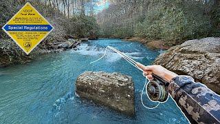 This River is Known for HUGE Wild Trout (Virginia Fly Fishing)