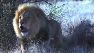 Lion charge on bow hunter! Deadly close call at 3 meters. HUNTING IN AFRICA