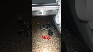 #trumpet #soundeffects #soundeffectstudio #soundsfx #funny #why￼#3-D￼print
