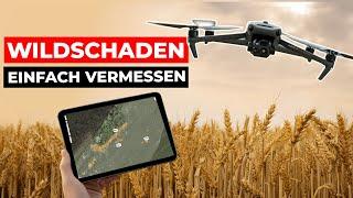 SO einfach vermisst du deinen Wildschaden aus der LUFT! (Wildschadensvermessung mit Drohne)