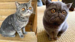 EXOTIC SHORTHAIR CATS 2021