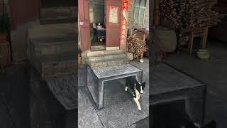 这狗是怎么钻进洞里的？ #彩绘张世先