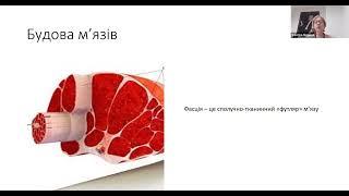 «Тазове дно: делікатні жіночі проблеми»